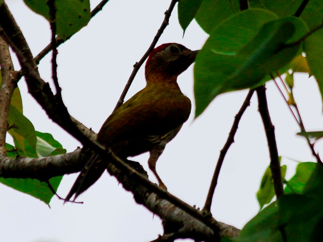 male Laced Woodpecker (Picus vittatus)