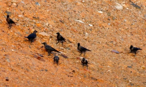 House Crows (Corvus splendens)