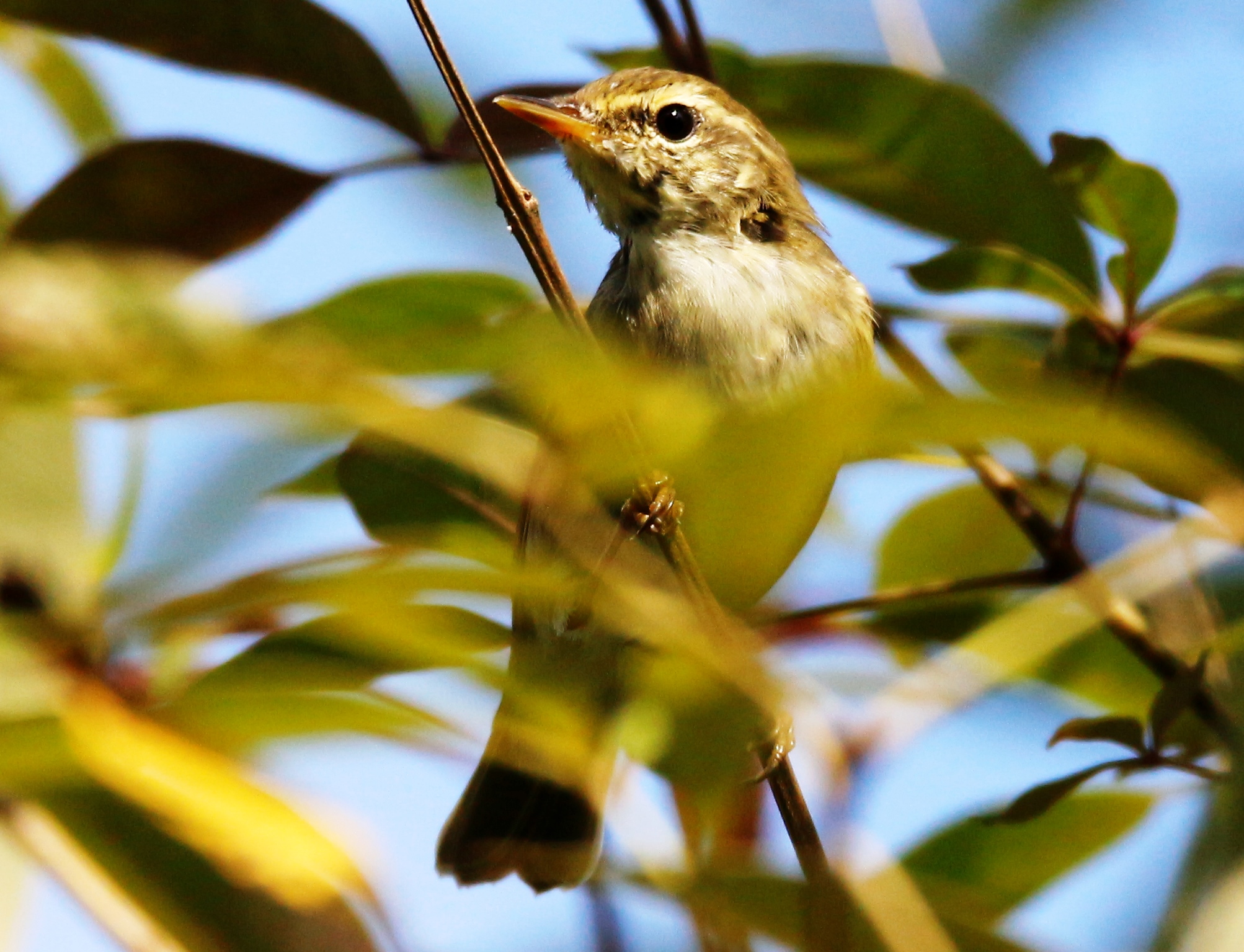 Arctic Warbler 2 (Satay by the Bay)